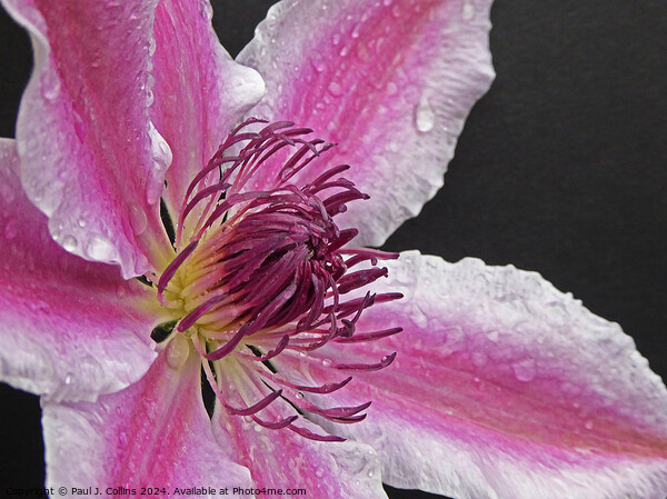 Clematis 'Nelly Moser' Picture Board by Paul J. Collins