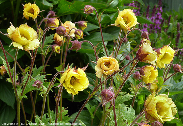Geum 'Tempo Yellow' Picture Board by Paul J. Collins