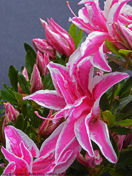 Azalea japonica 'Pink Spider' Picture Board by Paul J. Collins