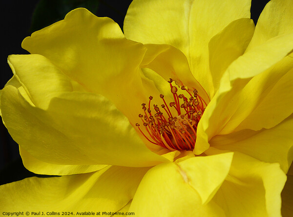 Rosa 'Golden Showers' Picture Board by Paul J. Collins