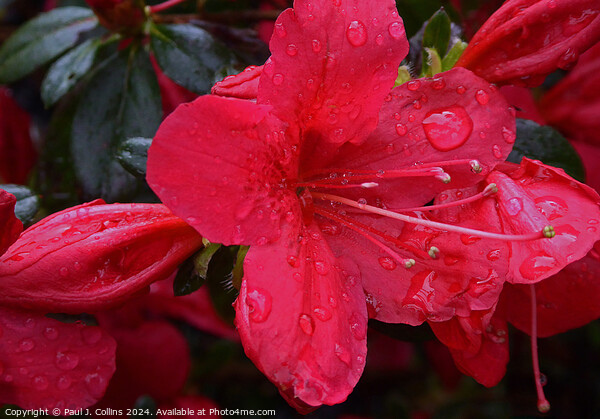 Azalea japonica 'Madame Galle' Picture Board by Paul J. Collins
