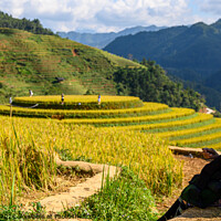 Buy canvas prints of Rice Terraces in NW Vietnam by David Harding