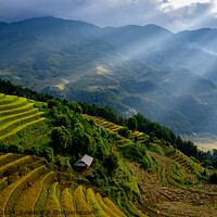 Buy canvas prints of Rice Terraces with Sunlight Rays by David Harding