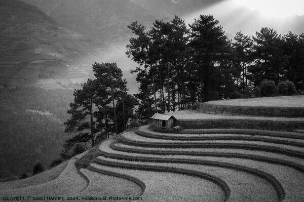 Curving Rice Terraces in Black and White Picture Board by David Harding