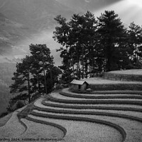 Buy canvas prints of Curving Rice Terraces in Black and White by David Harding