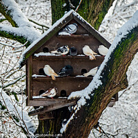 Buy canvas prints of Snowy Pigeon Coop by Craig Thatcher