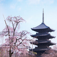 Buy canvas prints of Weeping cherry tree with pink flowers in front of the five-storied pagoda of Toji Temple in Kyoto. by Clement Louis-Marie Corin Cazottes