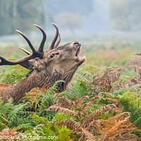 Buy canvas prints of Red Deer Stag by Donna Smith