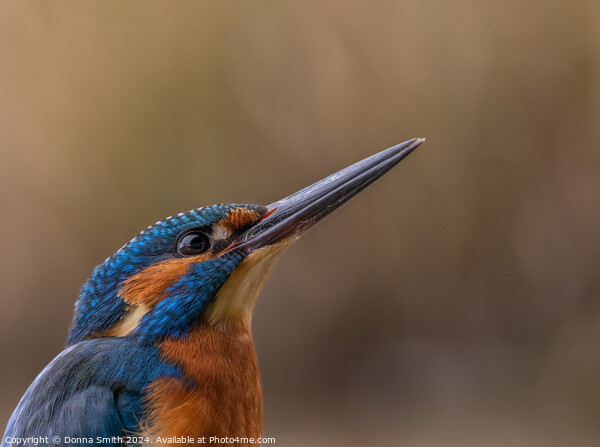 Kingfisher (male) Picture Board by Donna Smith