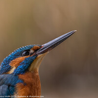 Buy canvas prints of Kingfisher (male) by Donna Smith