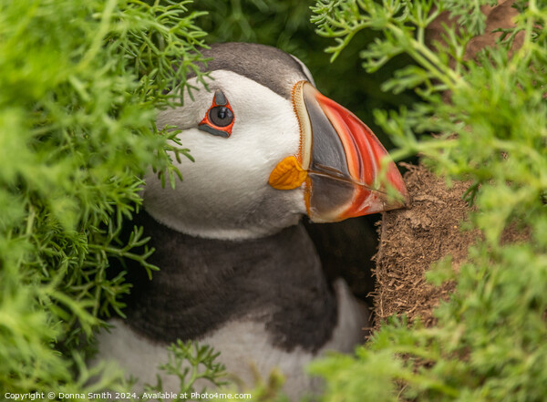 Nesting Puffin on Skomer Island Picture Board by Donna Smith