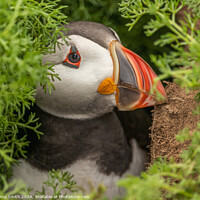 Buy canvas prints of Nesting Puffin on Skomer Island by Donna Smith