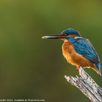 Buy canvas prints of Kingfisher with lunch by Donna Smith