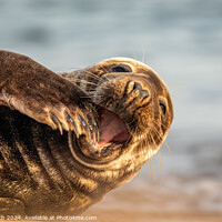 Buy canvas prints of Grey Seal in Norfolk by Donna Smith
