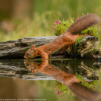 Buy canvas prints of Thirsty Red Squirrel by Donna Smith