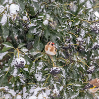 Buy canvas prints of Goldfinches in Wintertime by Donna Smith