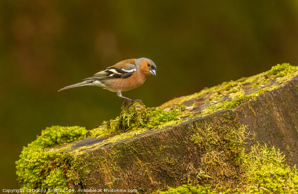 Male Chaffinch Picture Board by Donna Smith