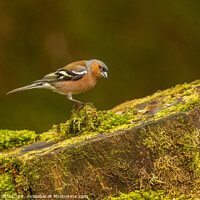 Buy canvas prints of Male Chaffinch by Donna Smith