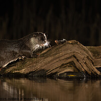 Buy canvas prints of Wild Otter dining by Donna Smith