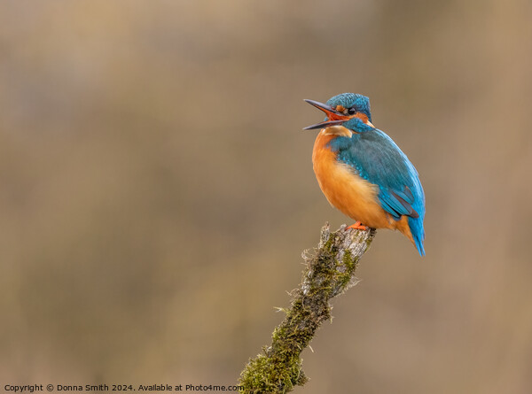 Kingfisher Picture Board by Donna Smith