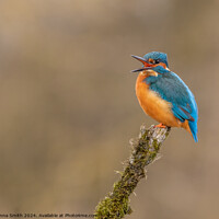 Buy canvas prints of Kingfisher by Donna Smith