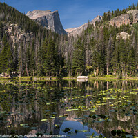 Buy canvas prints of Late Summer Lily Pads on Nymph Lake, in Rocky Mountain National Park, Colorado. by Robert Waltman