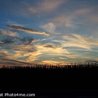 Buy canvas prints of Rural panorama cornfield sunset and clouds by Pete Klinger
