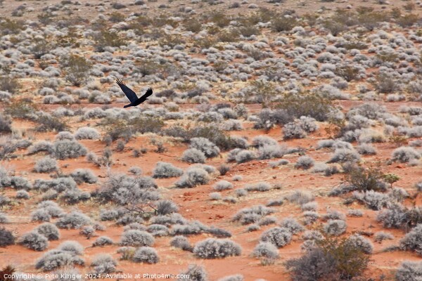 Crow over desert Picture Board by Pete Klinger