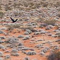 Buy canvas prints of Crow over desert by Pete Klinger