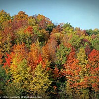 Buy canvas prints of Fall Colors against blue sky by Pete Klinger