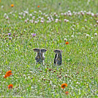 Buy canvas prints of Four thirteen lined American ground squirels by Pete Klinger