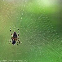 Buy canvas prints of Spider and fly green backround copy space by Pete Klinger