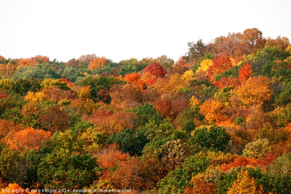 Fall Colors side of a hill Picture Board by Pete Klinger