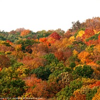 Buy canvas prints of Fall Colors side of a hill by Pete Klinger