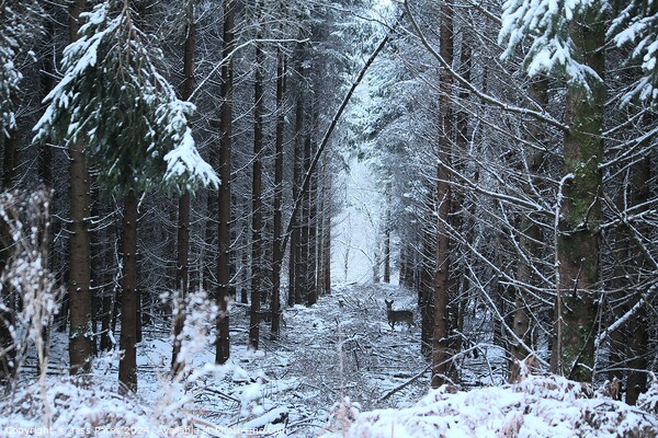 Deer in the Snow - Forest of Dean Picture Board by Jess Pates