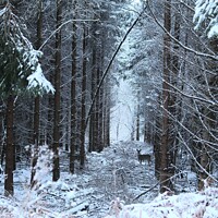 Buy canvas prints of Deer in the Snow - Forest of Dean by Jess Pates