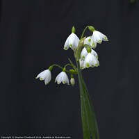 Buy canvas prints of Snowdrops in the rain by Stephen Chadbond