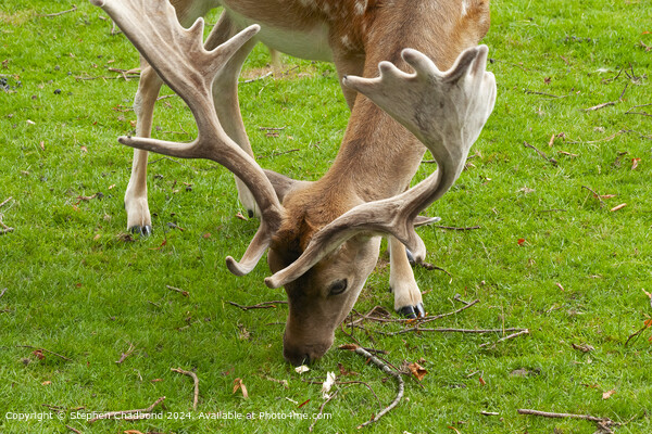Graceful Stag Fallow Deer: Captivating Antlers in Natural Habitat Picture Board by Stephen Chadbond