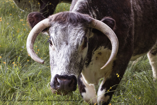 Longhorn Cow Grazing Field Picture Board by Stephen Chadbond