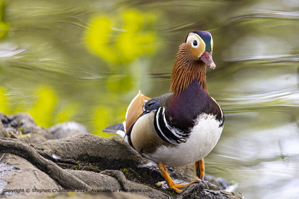 Mandarin Duck Close-Up: Exotic, Vivid, Waterfowl Picture Board by Stephen Chadbond