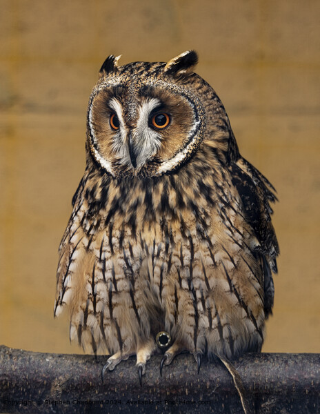 Long Eared Owl Plumage Picture Board by Stephen Chadbond