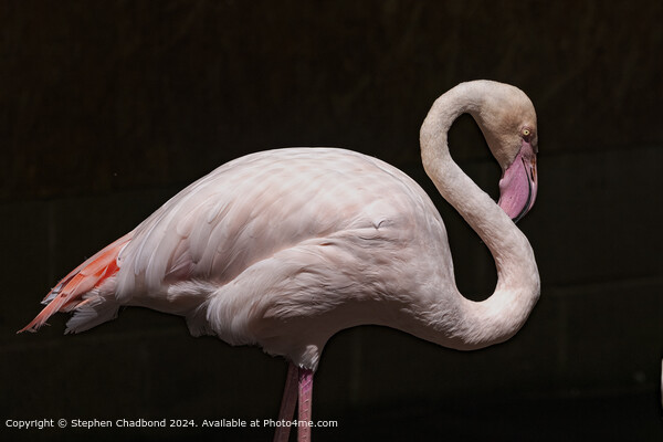 Greater Flamingo Picture Board by Stephen Chadbond