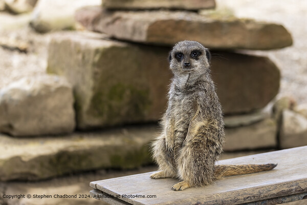 Meerkat on guard Picture Board by Stephen Chadbond