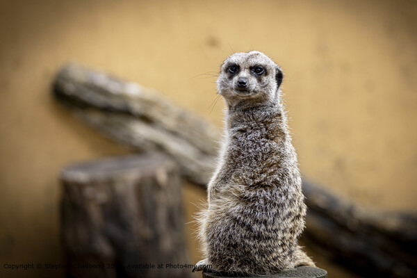 Meerkat on a stump Picture Board by Stephen Chadbond