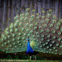 Buy canvas prints of Peacock show by George Nicholls
