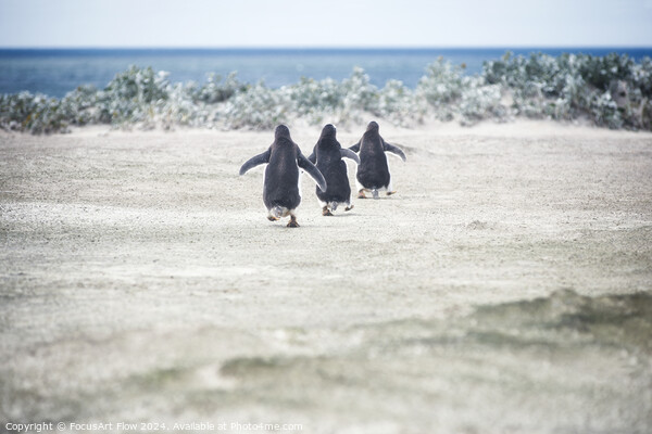 Gentoo Penguins Marching to the Sea at Volunteer Point Picture Board by FocusArt Flow