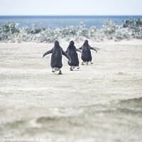 Buy canvas prints of Gentoo Penguins Marching to the Sea at Volunteer Point by FocusArt Flow