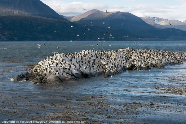 Beagle Channel Birds Flock on Tierra Del Fuego Shores Picture Board by FocusArt Flow