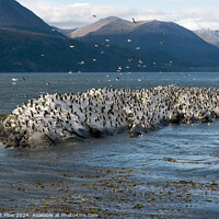 Buy canvas prints of Beagle Channel Birds Flock on Tierra Del Fuego Shores by FocusArt Flow
