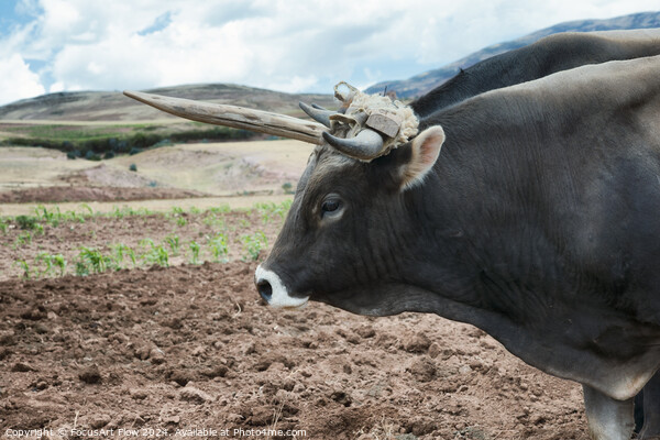 Urubamba Valley Working Ox in Peruvian Highlands Picture Board by FocusArt Flow